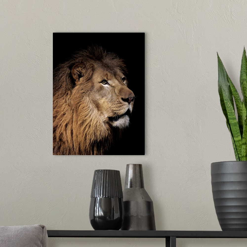 A modern room featuring Portrait of a male lion