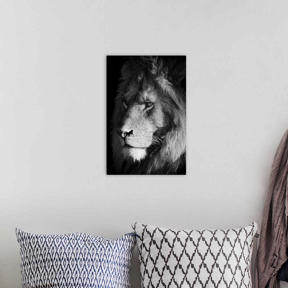 A bohemian room featuring Close-up of a lion (panthera leo), head shot portrait of a male animal looking out into the savan...