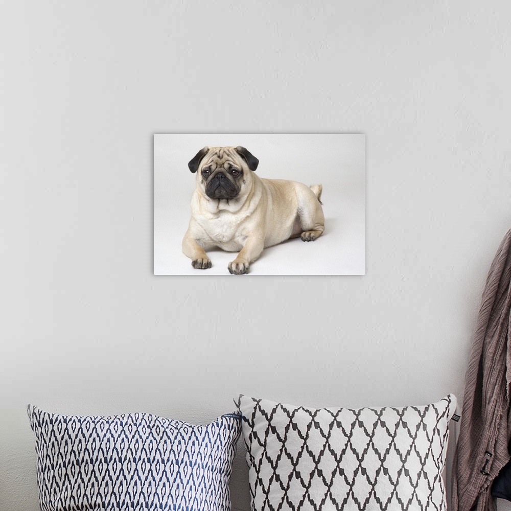 A bohemian room featuring Portrait Of A Pug Dog