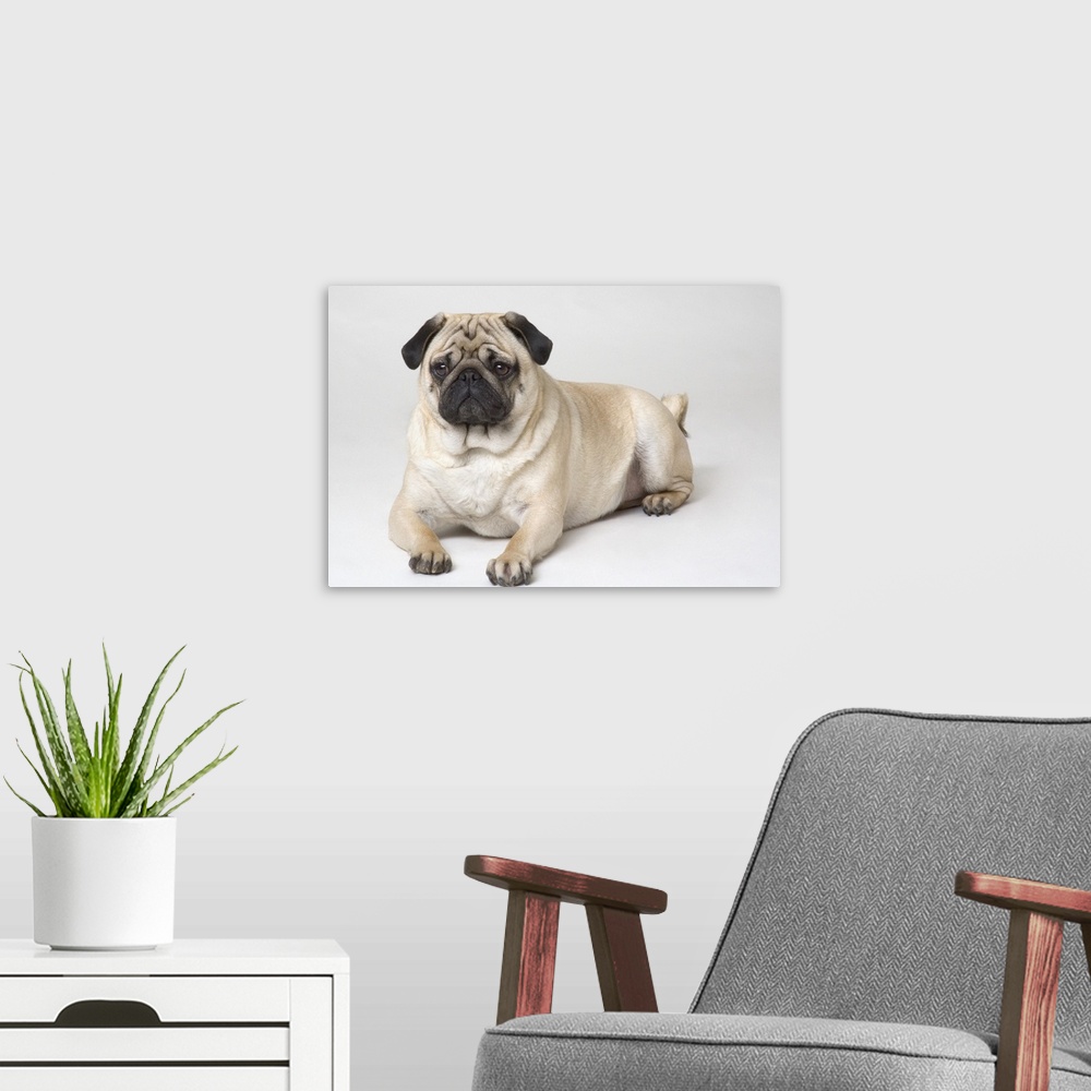 A modern room featuring Portrait Of A Pug Dog