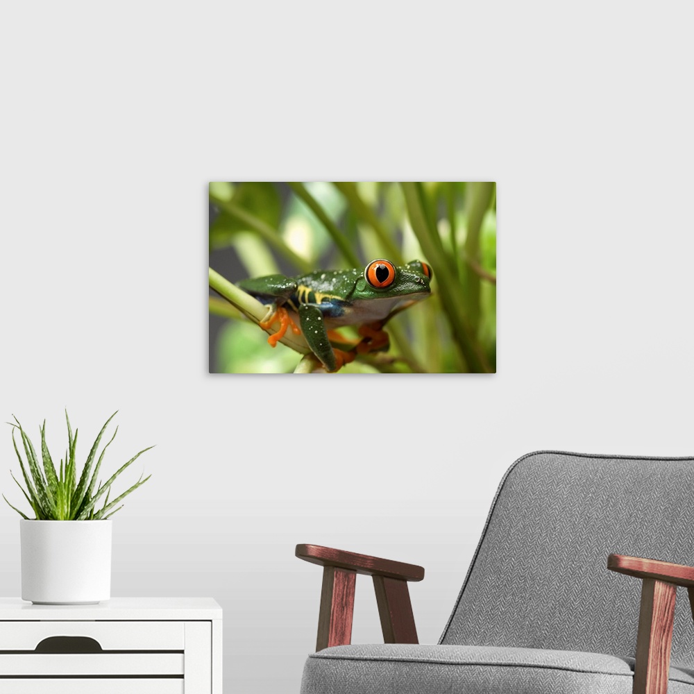 A modern room featuring Portrait of a red-eyed tree frog (agalychnis callidryas) at the sunset zoo, Manhattan, Kansas, un...