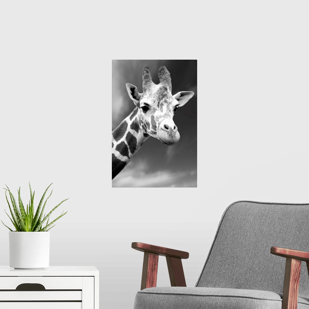 A modern room featuring Portrait Of A Single Giraffe