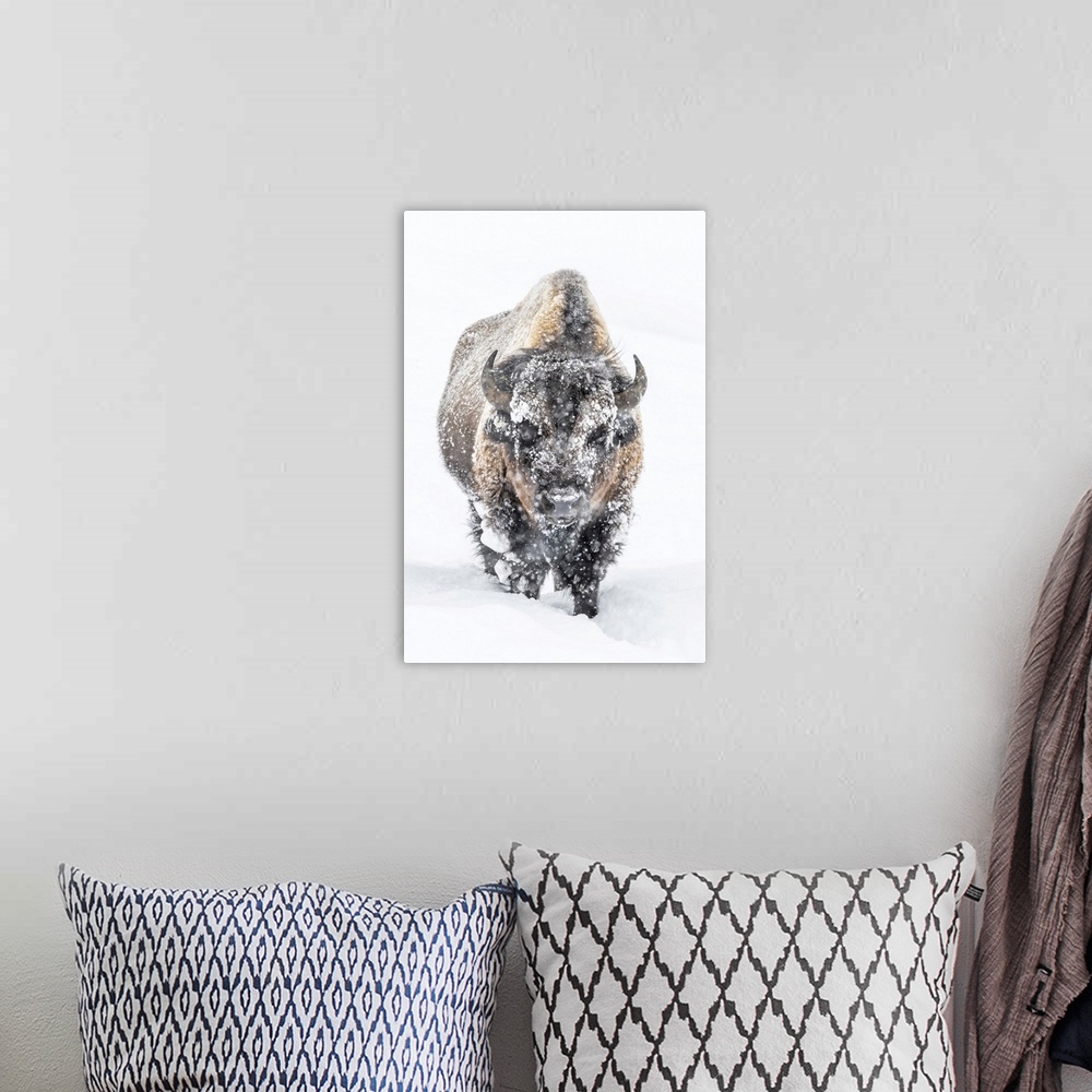 A bohemian room featuring Portrait of a snow-covered Bison (Bison bison) standing in a snowstorm Yellowstone National Park,...