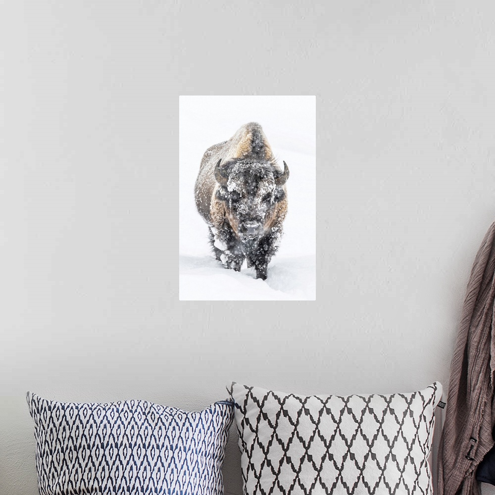 A bohemian room featuring Portrait of a snow-covered Bison (Bison bison) standing in a snowstorm Yellowstone National Park,...