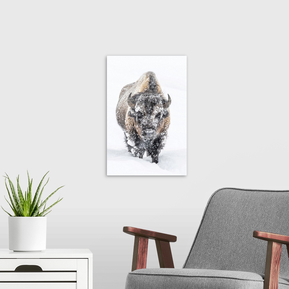 A modern room featuring Portrait of a snow-covered Bison (Bison bison) standing in a snowstorm Yellowstone National Park,...