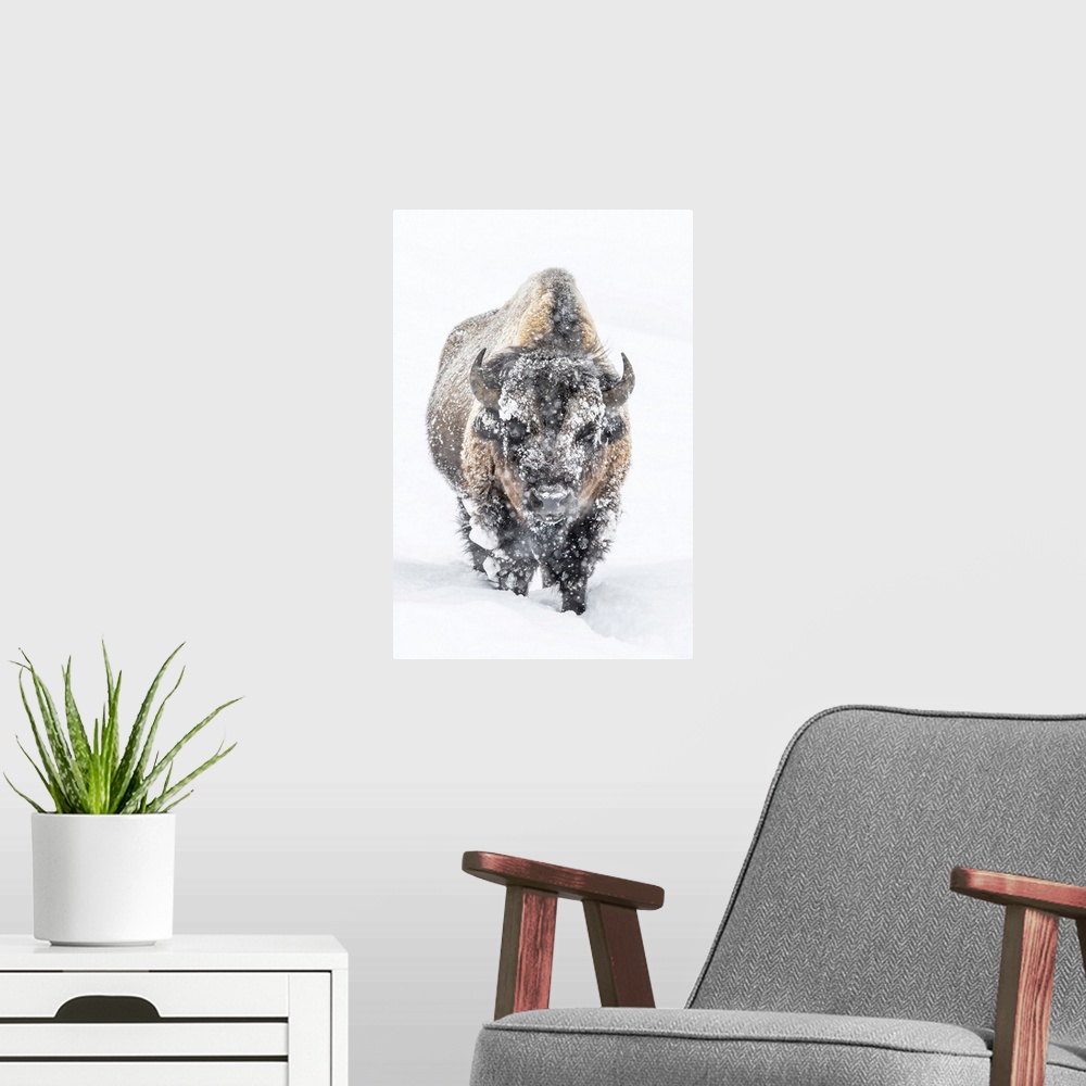 A modern room featuring Portrait of a snow-covered Bison (Bison bison) standing in a snowstorm Yellowstone National Park,...