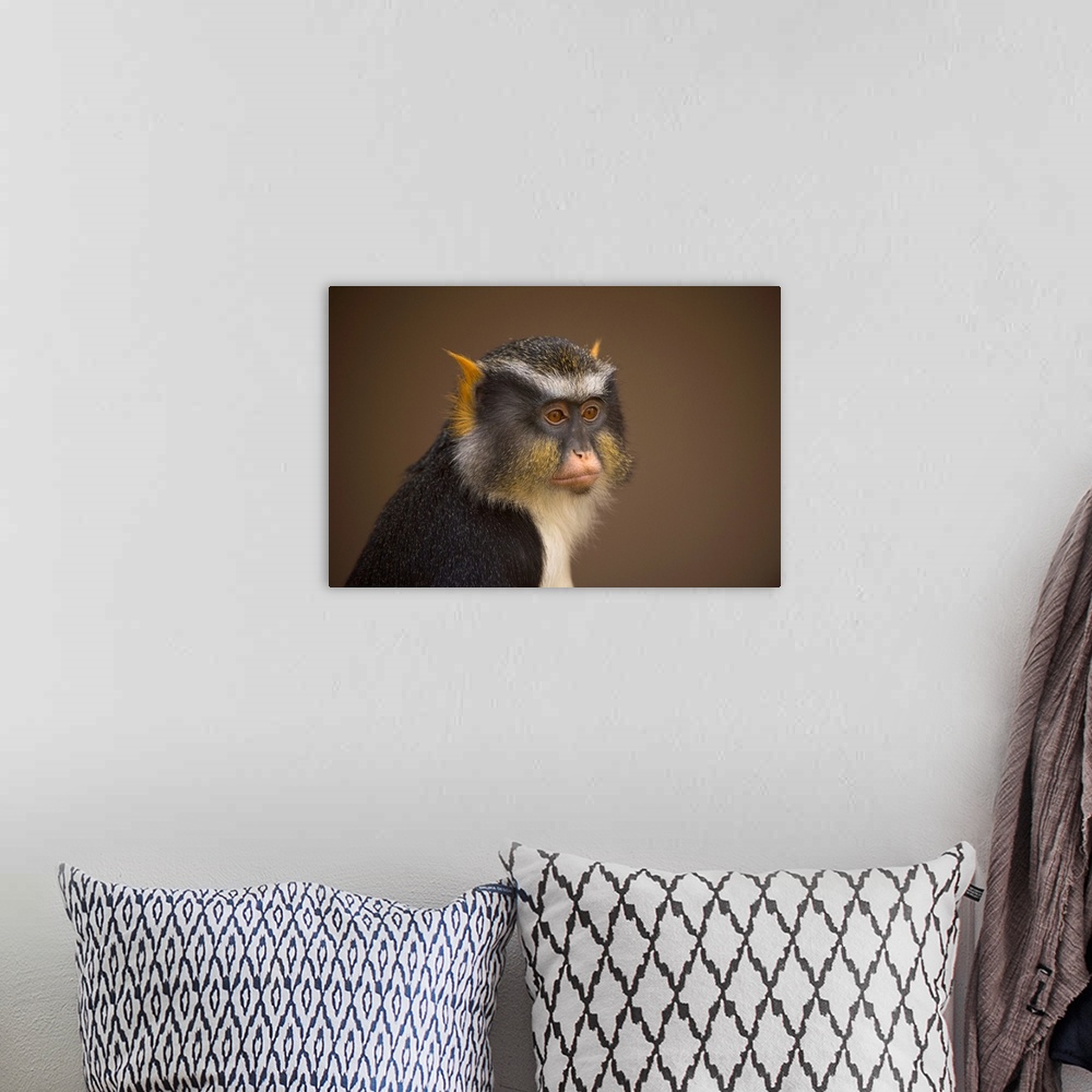 A bohemian room featuring Close-up portrait of a Sykes' monkey (cercopithecus albogularis) against a brown background, Colo...