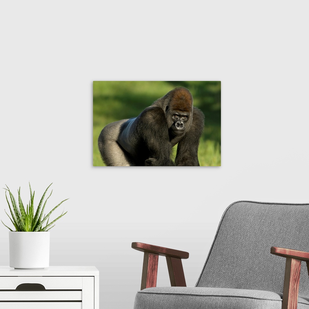 A modern room featuring Portrait of a western lowland gorilla (gorilla gorilla gorilla) in a zoo, Wichita, Kansas, united...