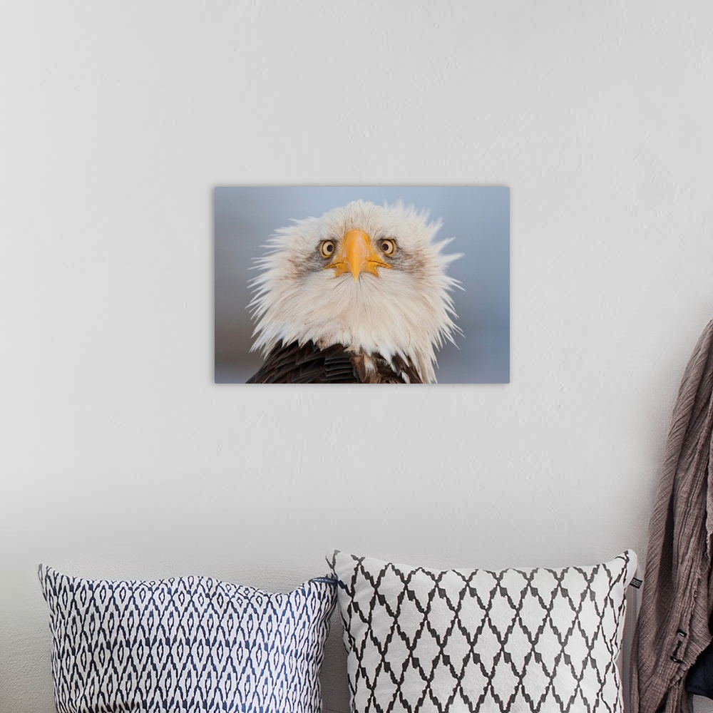 A bohemian room featuring Portrait Of A Young Eagle, Homer Spit, Kenai Peninsula, Alaska