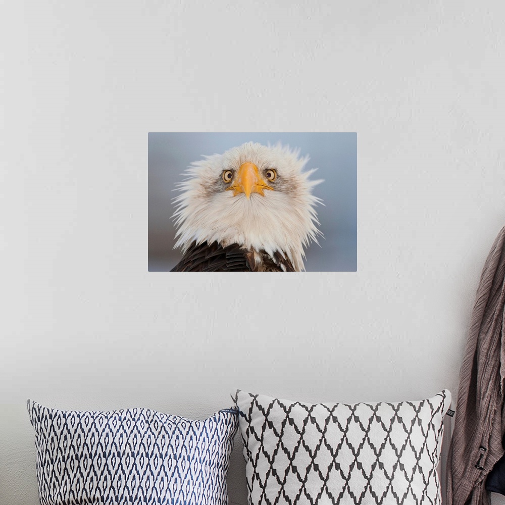 A bohemian room featuring Portrait Of A Young Eagle, Homer Spit, Kenai Peninsula, Alaska
