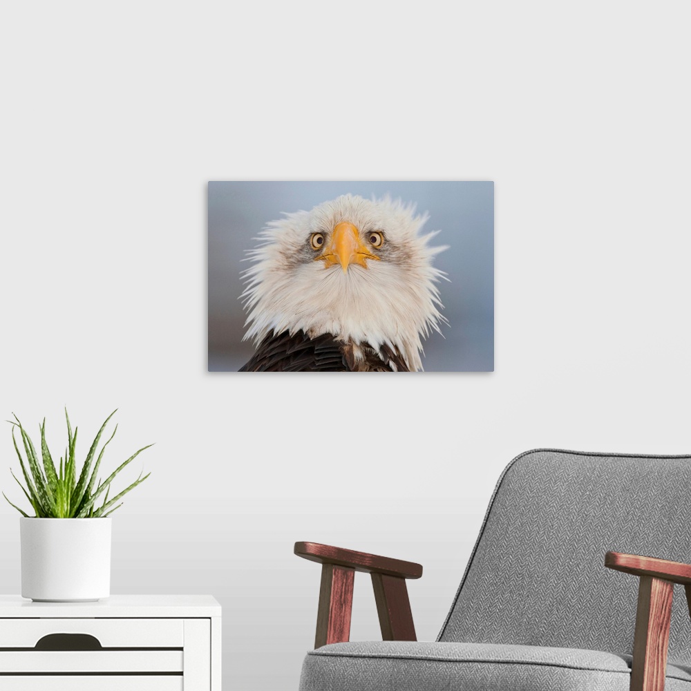 A modern room featuring Portrait Of A Young Eagle, Homer Spit, Kenai Peninsula, Alaska