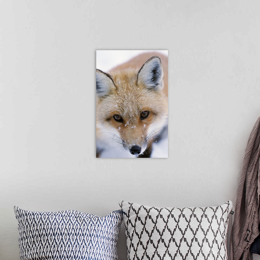 A bohemian room featuring Portrait Of Adult Red Fox