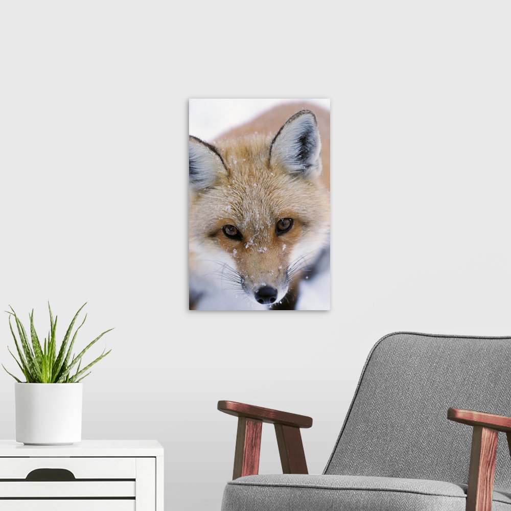 A modern room featuring Portrait Of Adult Red Fox