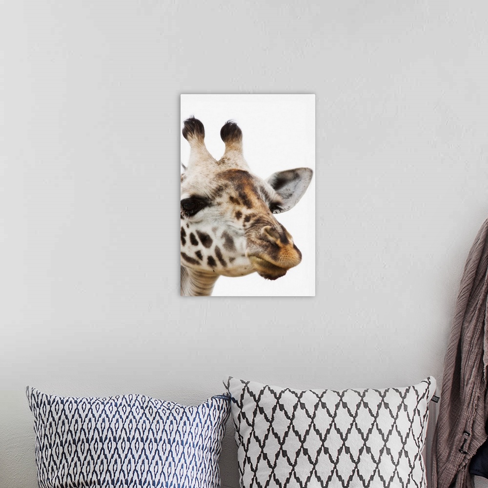 A bohemian room featuring Portrait Of African Giraffe