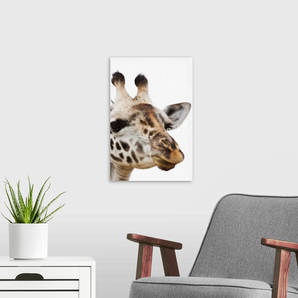 A modern room featuring Portrait Of African Giraffe