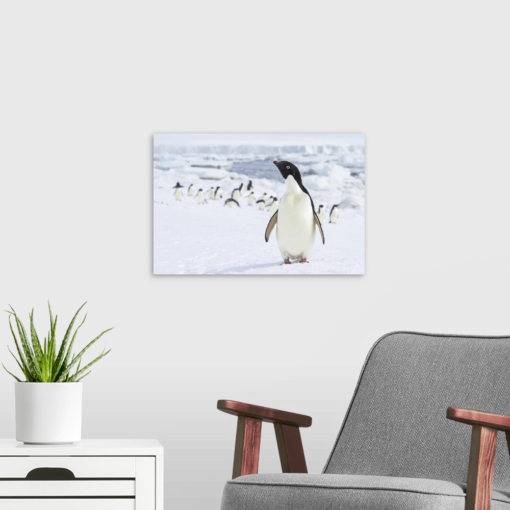 A modern room featuring Portrait of an adelie penguin with it's colony in the background.