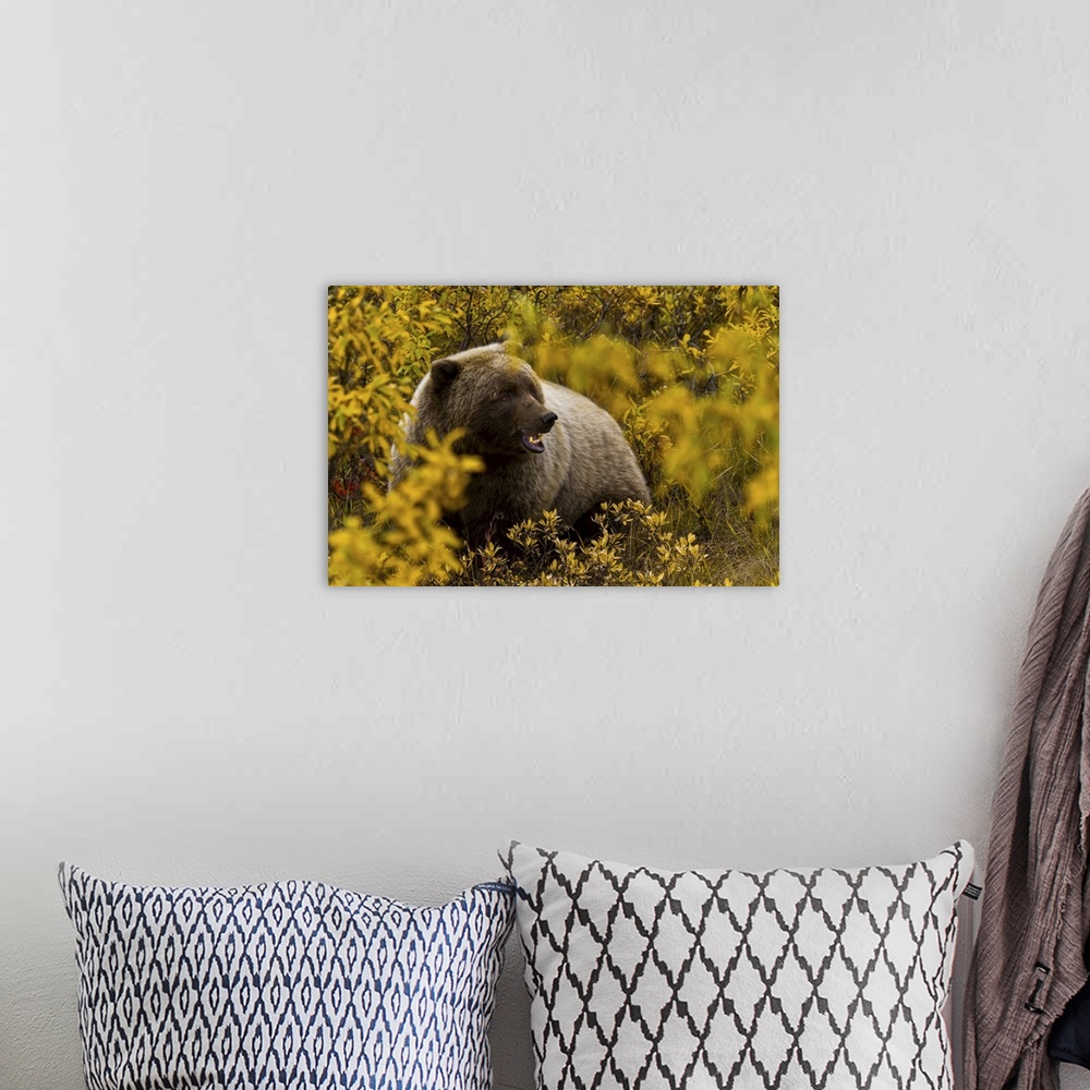 A bohemian room featuring Portrait of an Alaskan brown bear amid fall foliage.