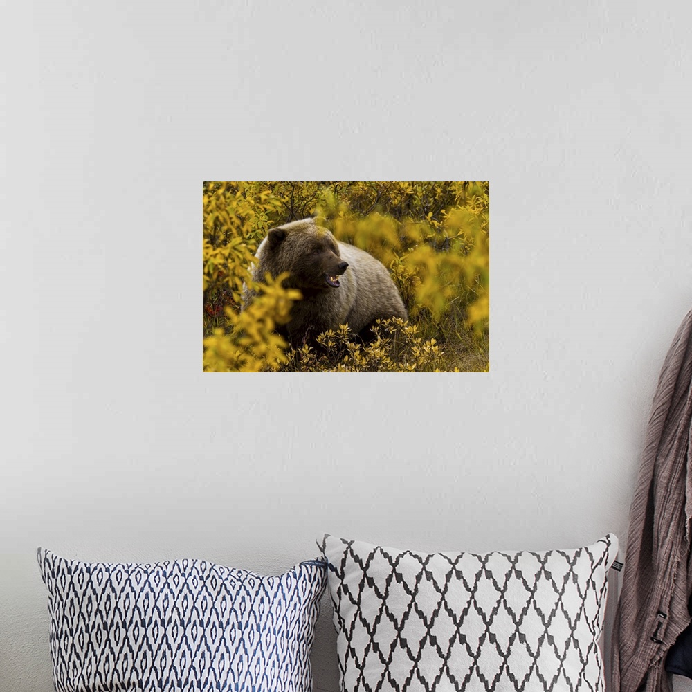 A bohemian room featuring Portrait of an Alaskan brown bear amid fall foliage.
