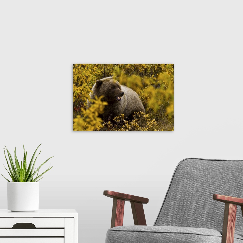 A modern room featuring Portrait of an Alaskan brown bear amid fall foliage.