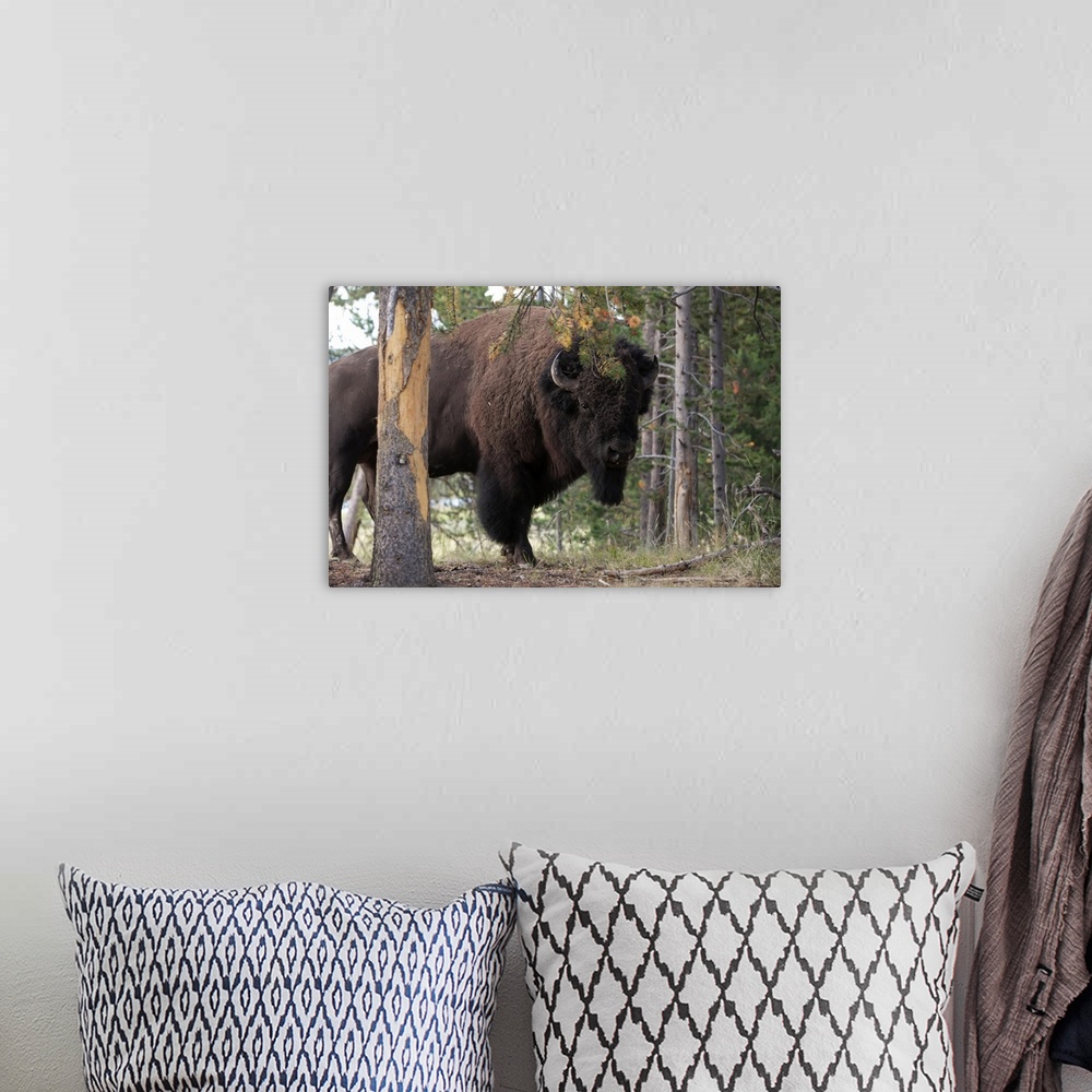A bohemian room featuring Portrait of an American bison, Bison bison, among pine trees.