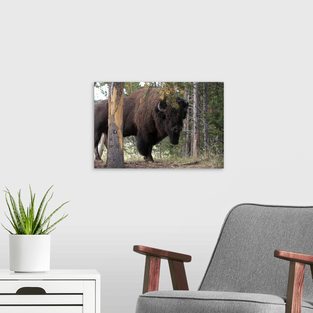 A modern room featuring Portrait of an American bison, Bison bison, among pine trees.
