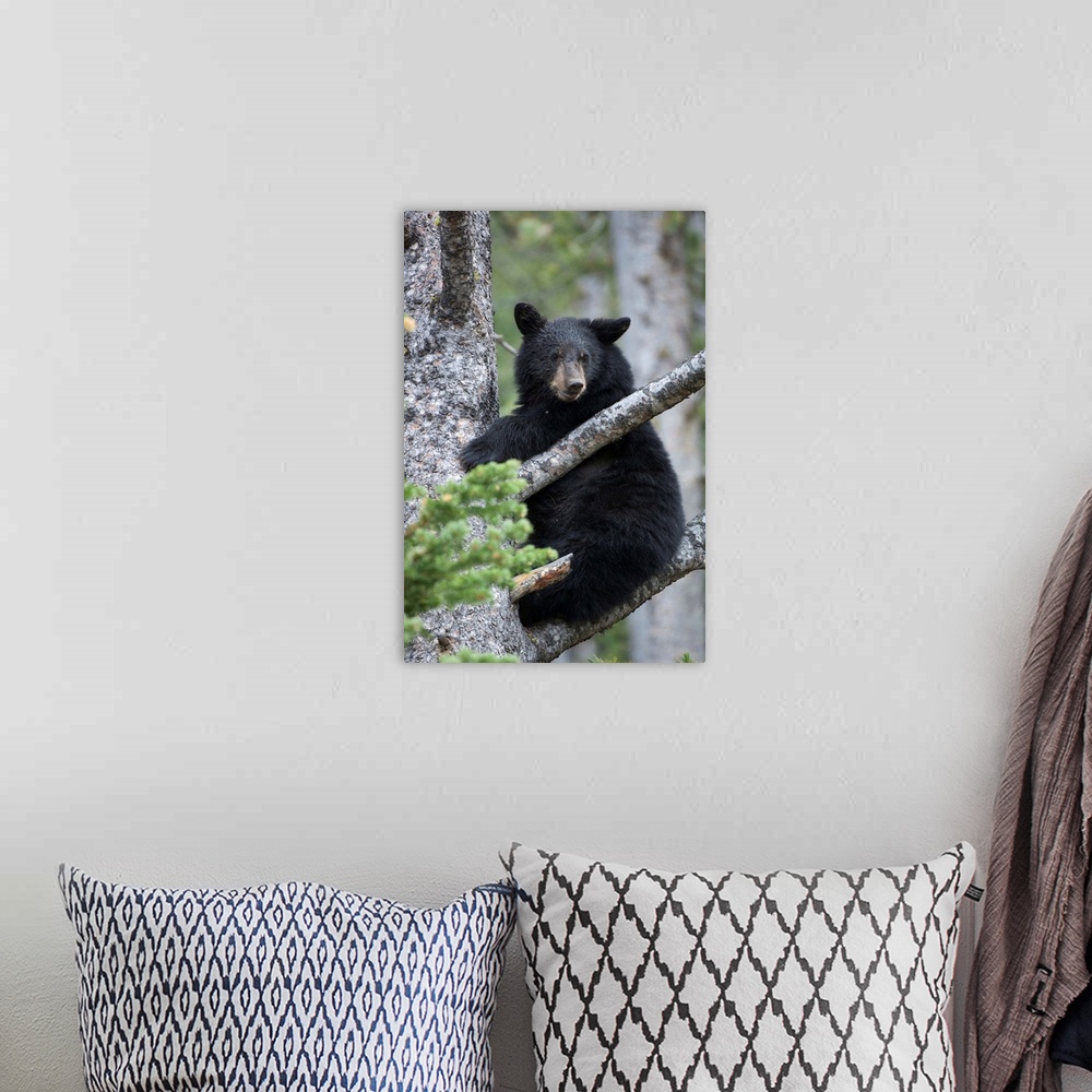 A bohemian room featuring Portrait of an American black bear cub (Ursus americanus) looking at camera and climbing a tree i...