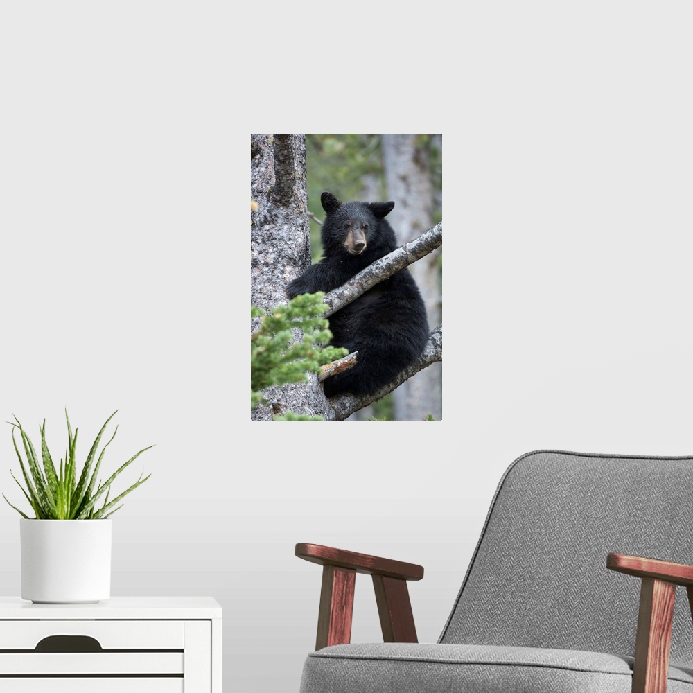 A modern room featuring Portrait of an American black bear cub (Ursus americanus) looking at camera and climbing a tree i...