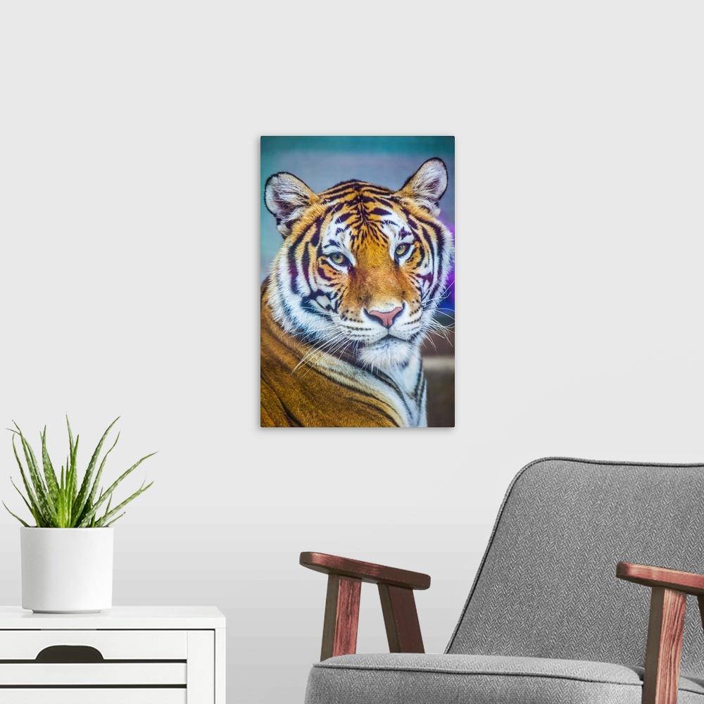 A modern room featuring Portrait Of Bengal Tiger, Chippewa Falls, Wisconsin