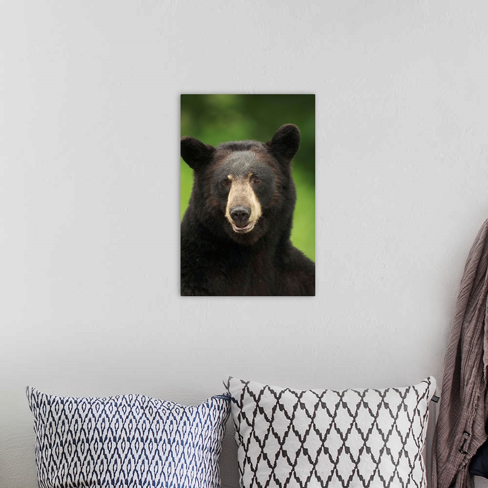A bohemian room featuring Portrait Of Black Bear, Minnesota