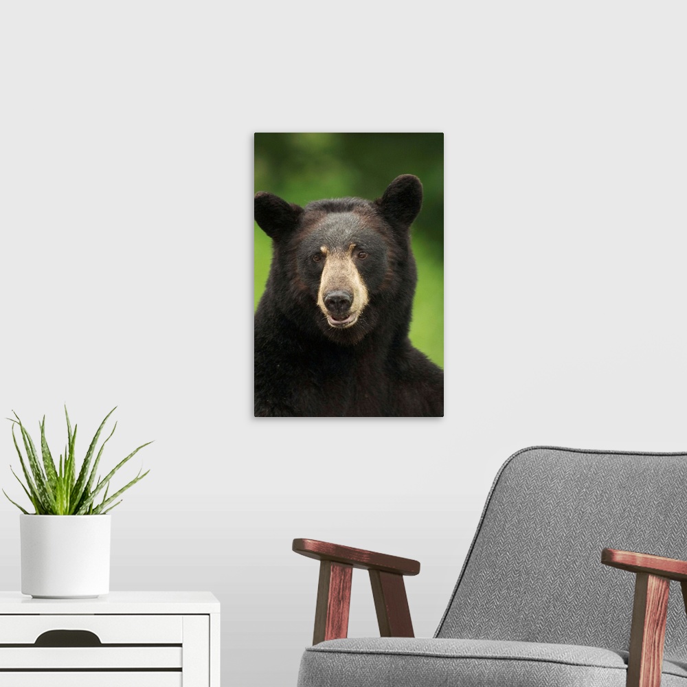 A modern room featuring Portrait Of Black Bear, Minnesota