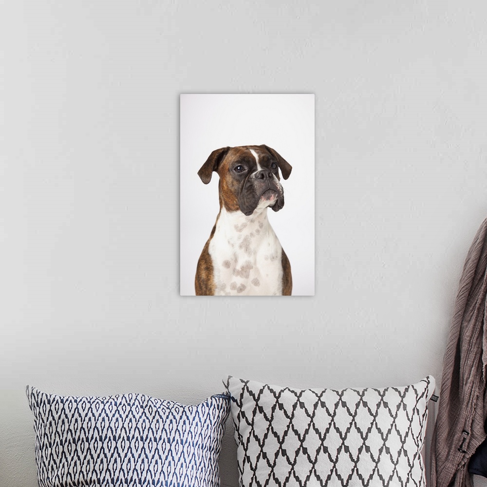 A bohemian room featuring Portrait Of Boxer Dog On White Background