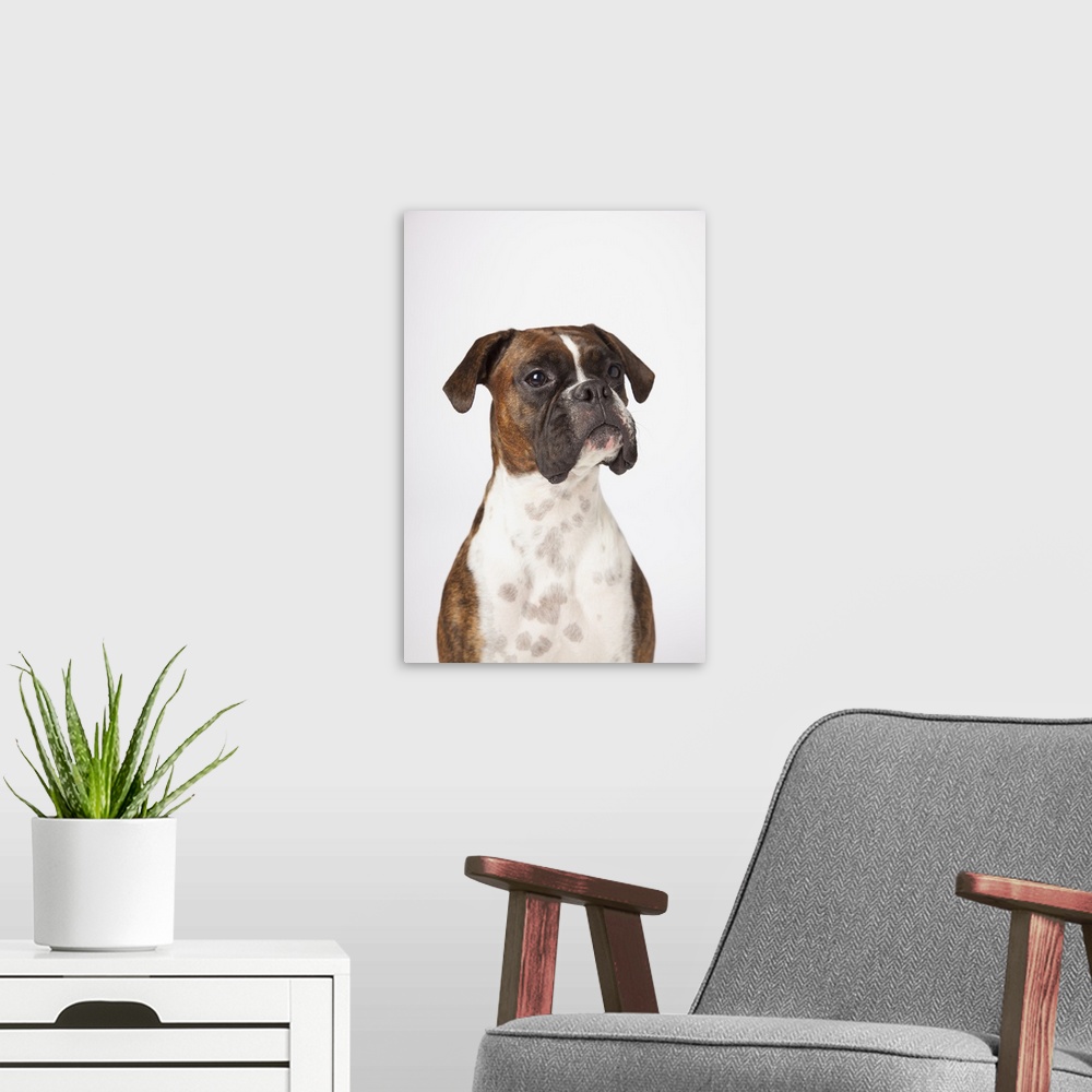 A modern room featuring Portrait Of Boxer Dog On White Background
