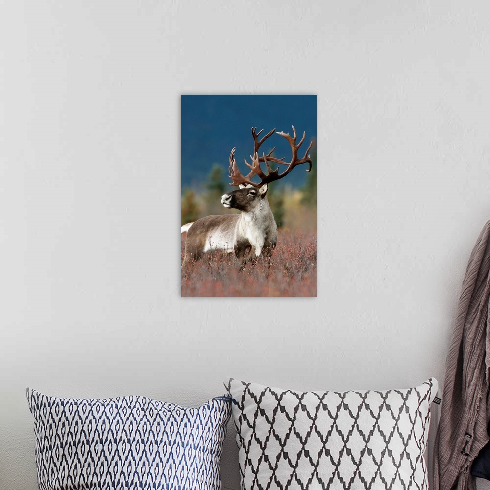 A bohemian room featuring Portrait Of Bull Caribou, Denali National Park, Alaska