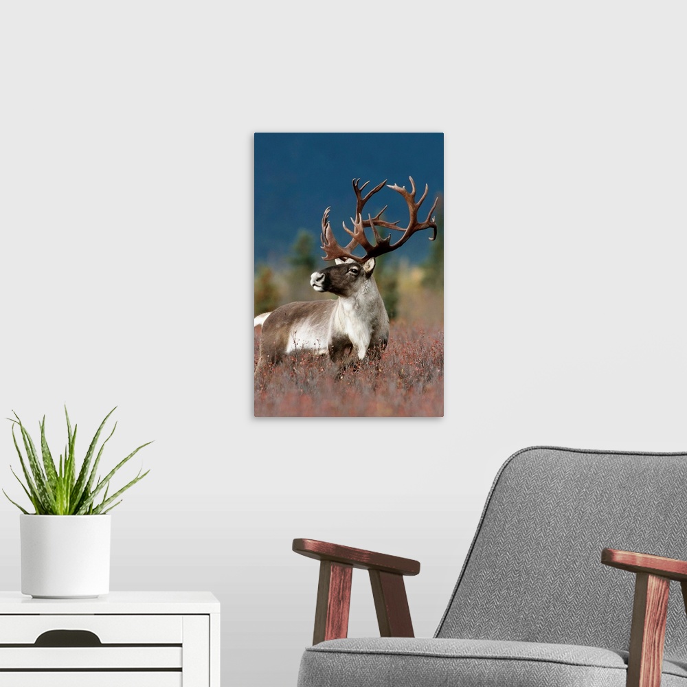 A modern room featuring Portrait Of Bull Caribou, Denali National Park, Alaska