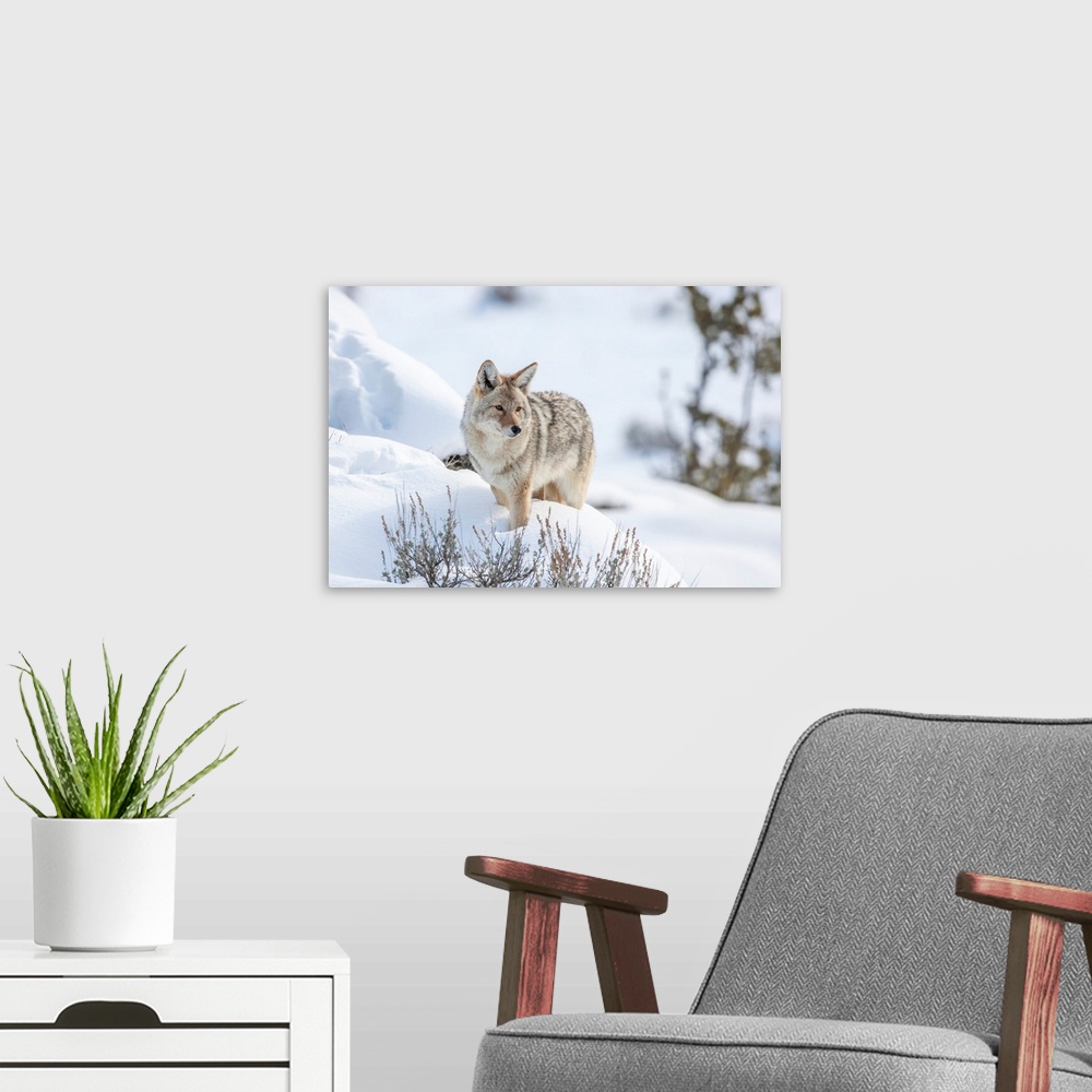 A modern room featuring Portrait of coyote (Canis latrans) standing in a snowbank keeping watch over the wintry landscape...