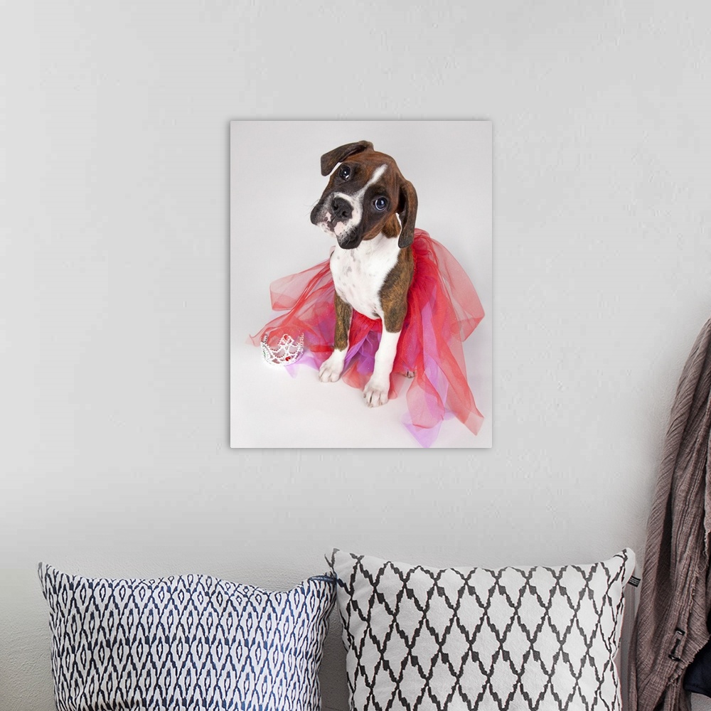 A bohemian room featuring Portrait Of Dog Wearing Tutu