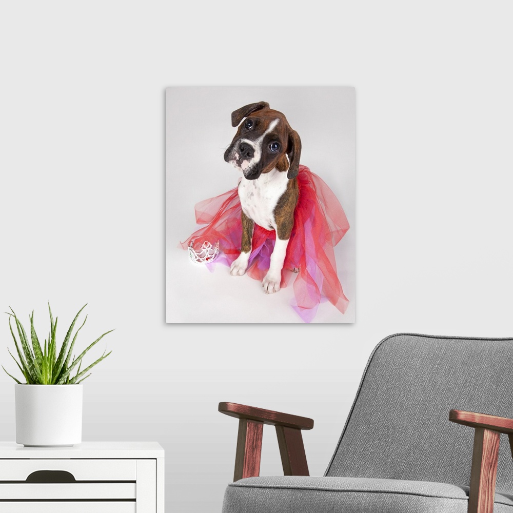 A modern room featuring Portrait Of Dog Wearing Tutu
