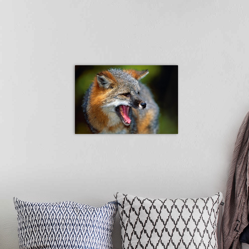 A bohemian room featuring Portrait Of Gray Fox Barking