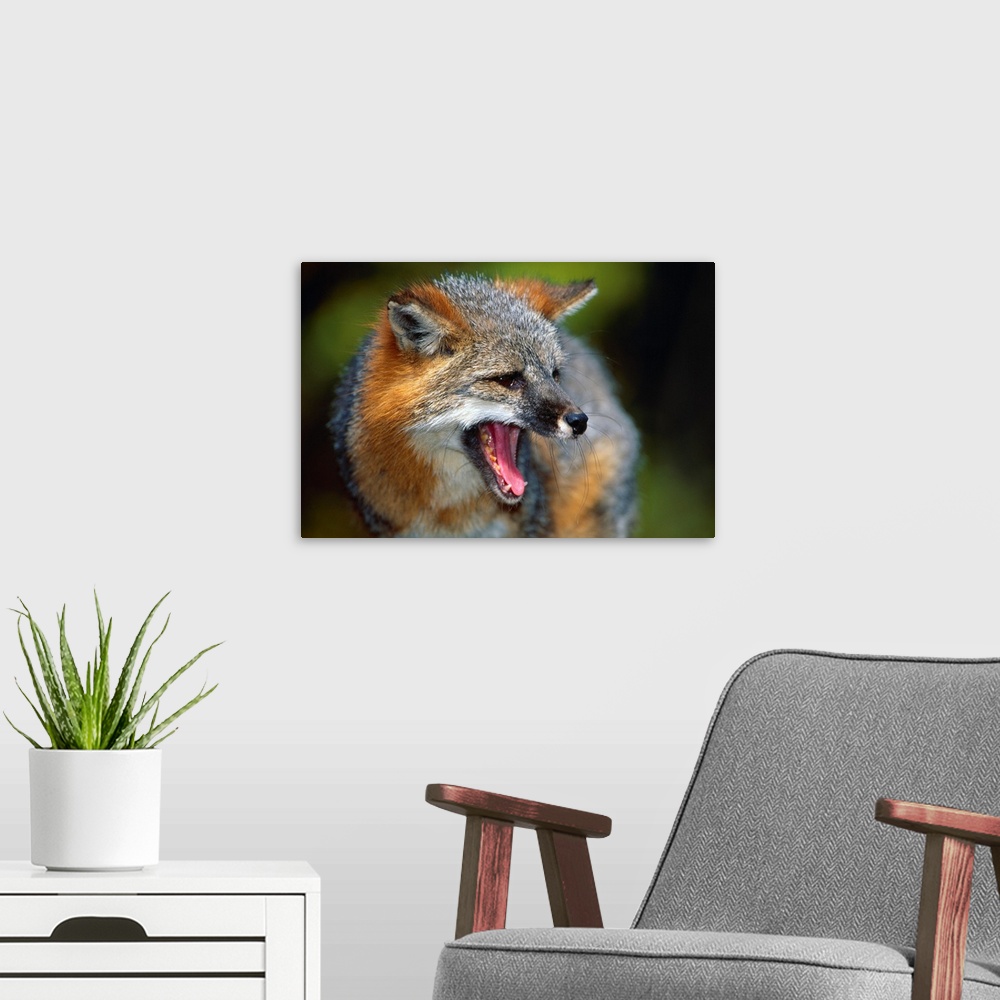 A modern room featuring Portrait Of Gray Fox Barking