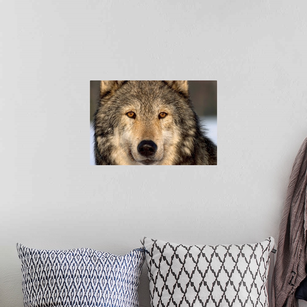 A bohemian room featuring Wolf, gray, Alaska, winter