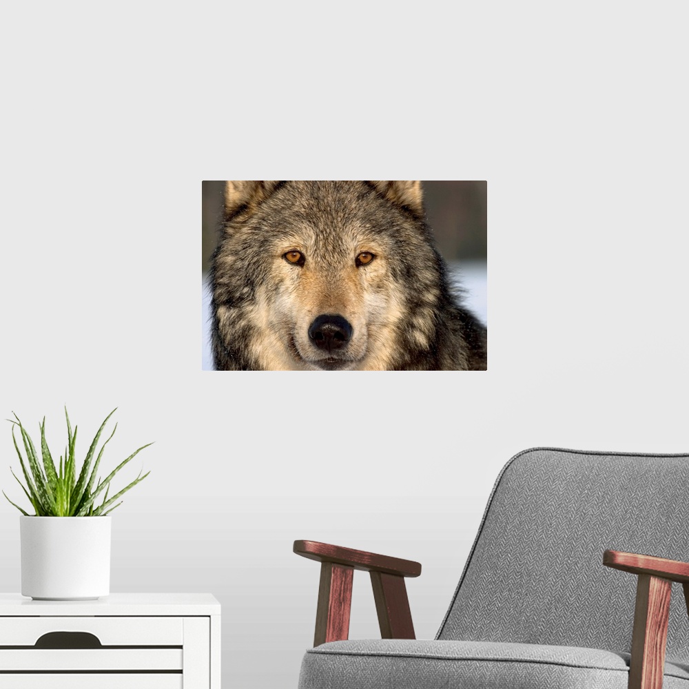 A modern room featuring Wolf, gray, Alaska, winter