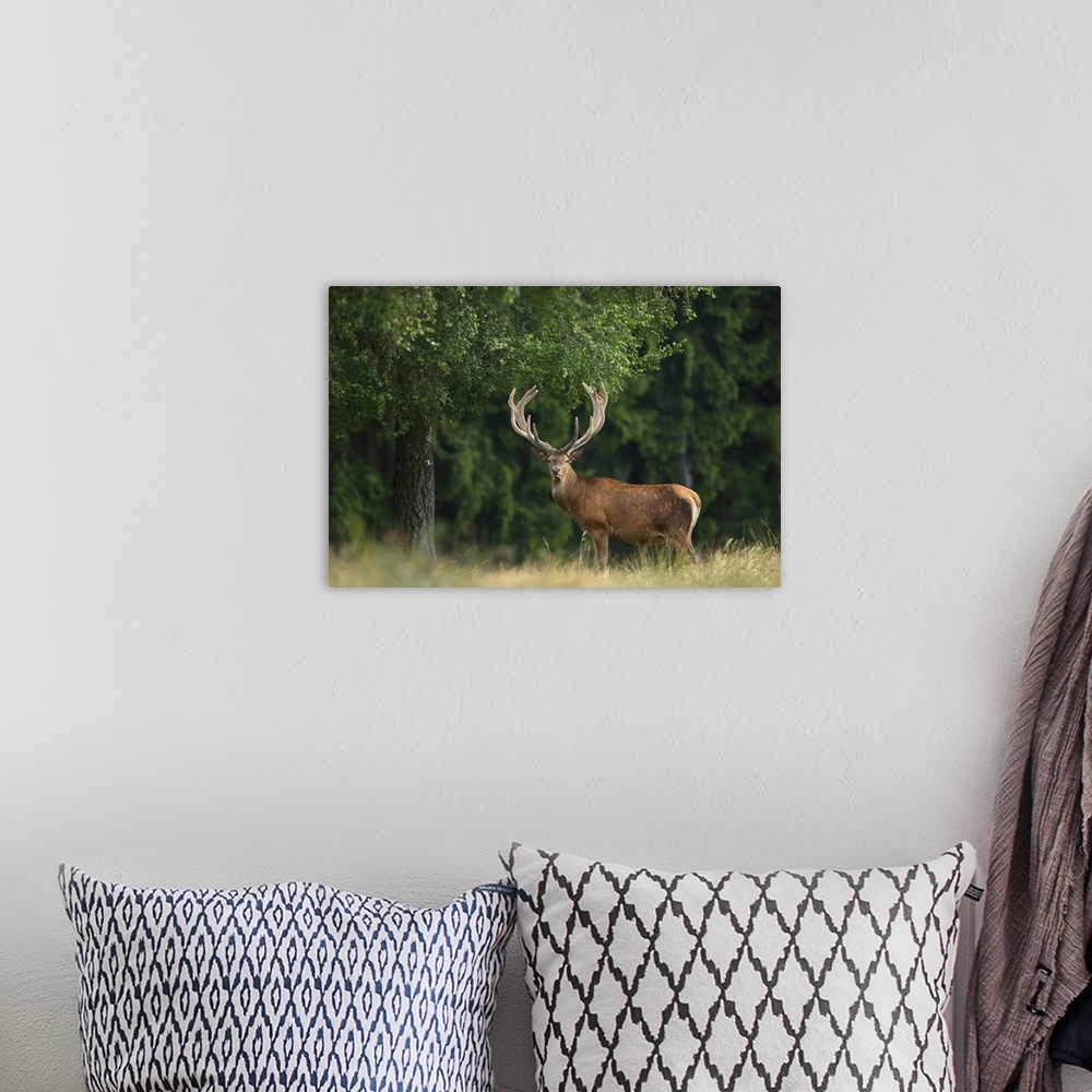 A bohemian room featuring Portrait of Red Deer (Cervus elaphus), Germany