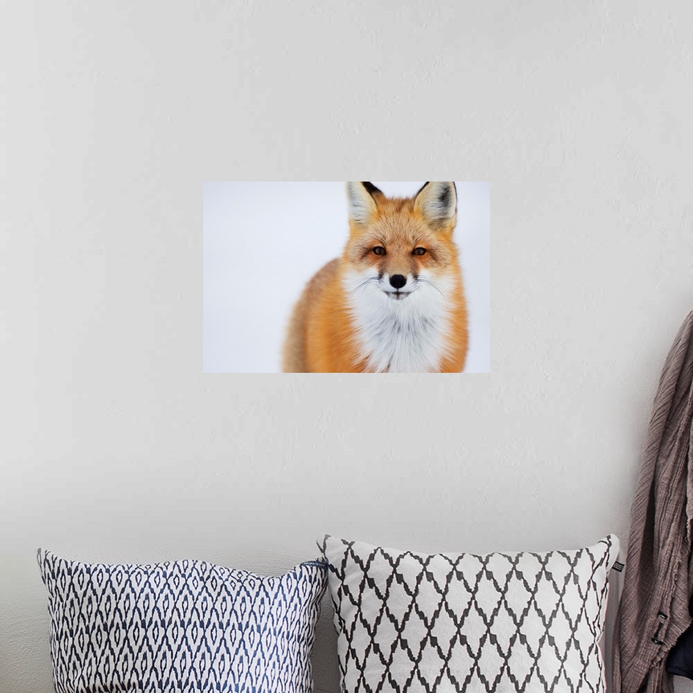 A bohemian room featuring Portrait Of Red Fox, Churchill, Manitoba, Canada