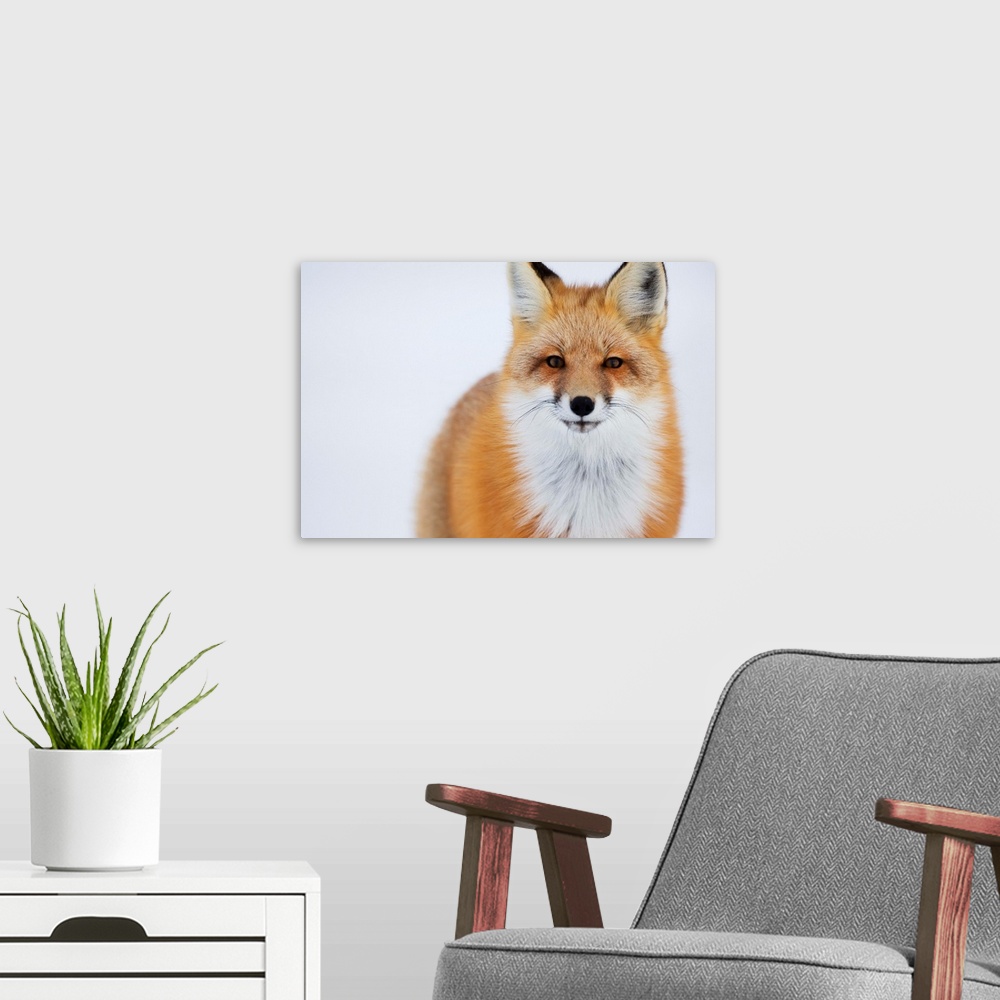 A modern room featuring Portrait Of Red Fox, Churchill, Manitoba, Canada