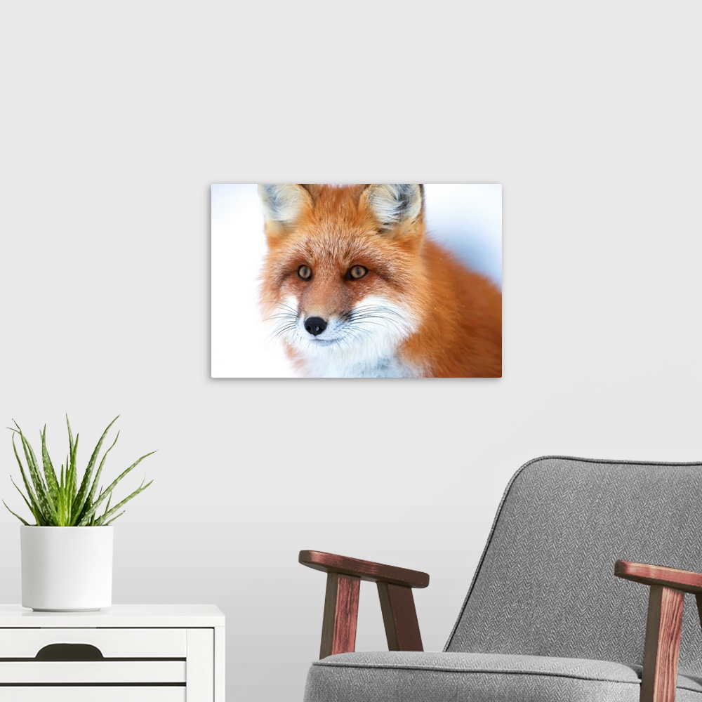 A modern room featuring Portrait Of Red Fox, Churchill, Manitoba, Canada