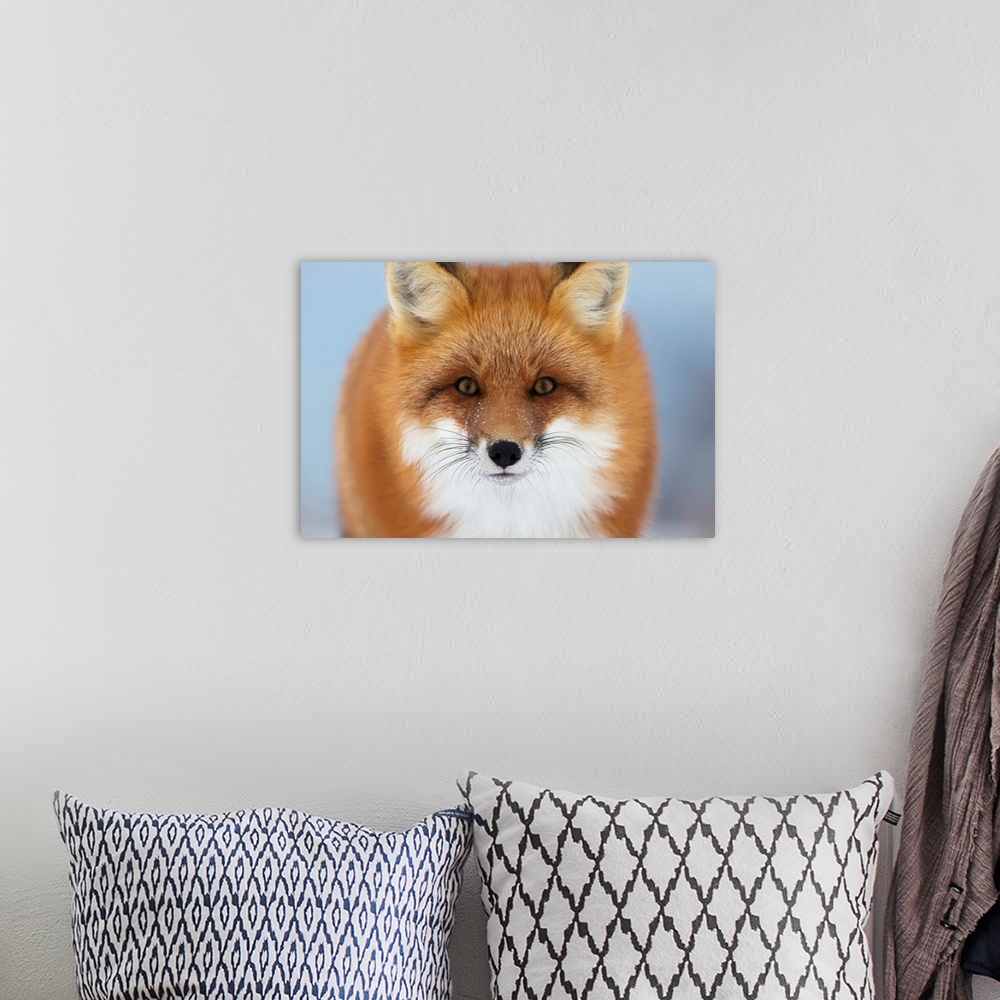 A bohemian room featuring Portrait Of Red Fox, Churchill, Manitoba, Canada
