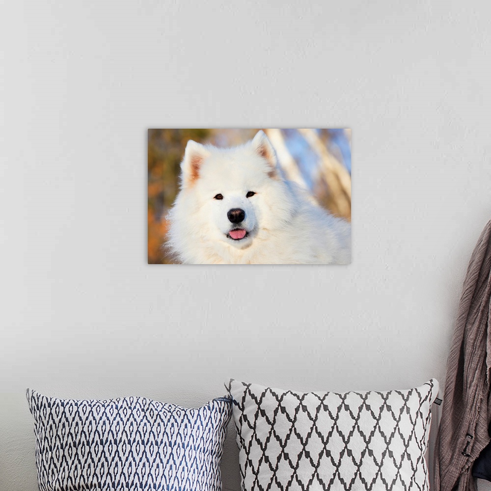 A bohemian room featuring Portrait of Samoyed dog in the snow, Ledyard, Connecticut