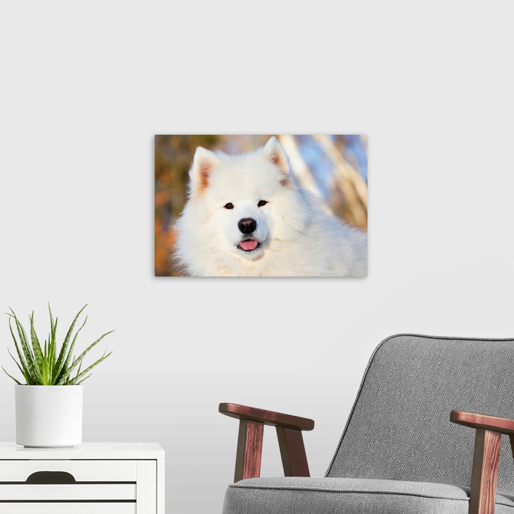 A modern room featuring Portrait of Samoyed dog in the snow, Ledyard, Connecticut