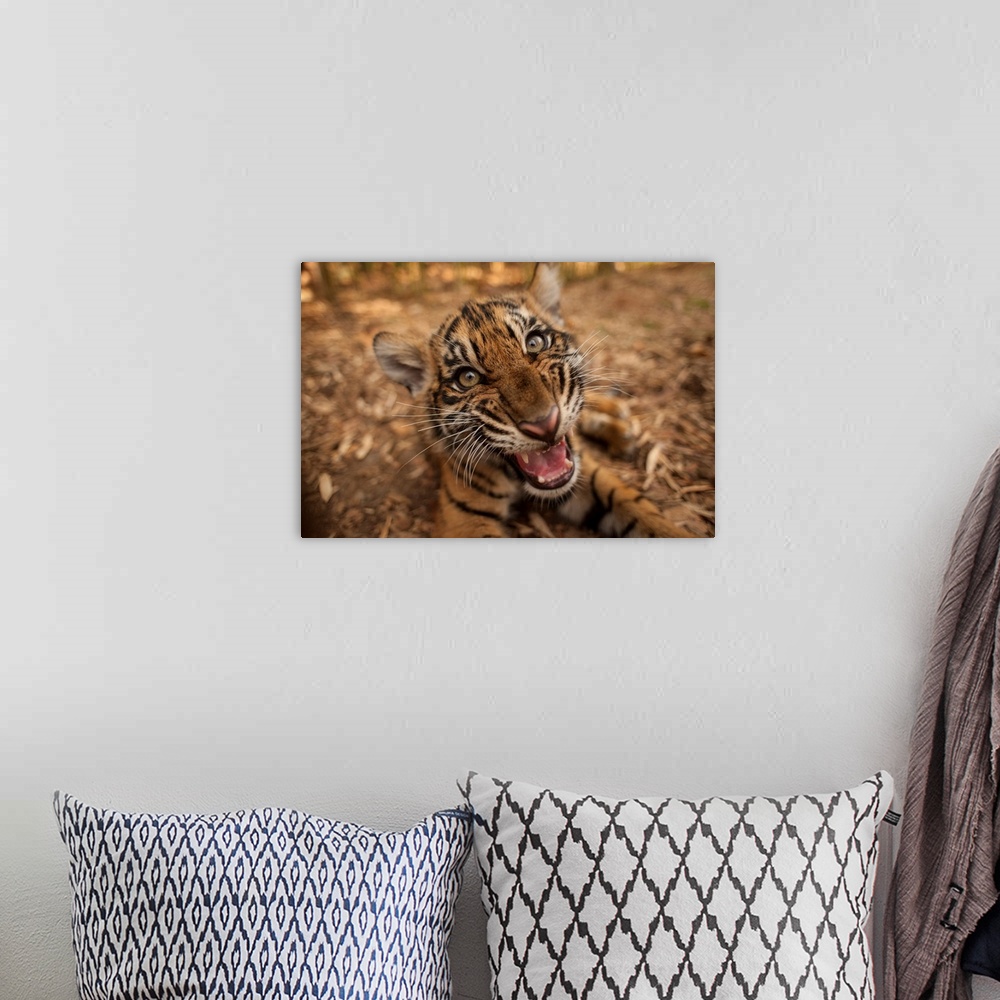 A bohemian room featuring Close-up portrait of the critically endangered Sumatran tiger cub (panthera tigris sumatrae) lyin...