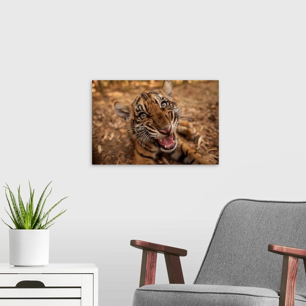 A modern room featuring Close-up portrait of the critically endangered Sumatran tiger cub (panthera tigris sumatrae) lyin...